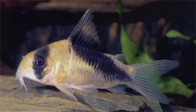 Corydoras sp. C84